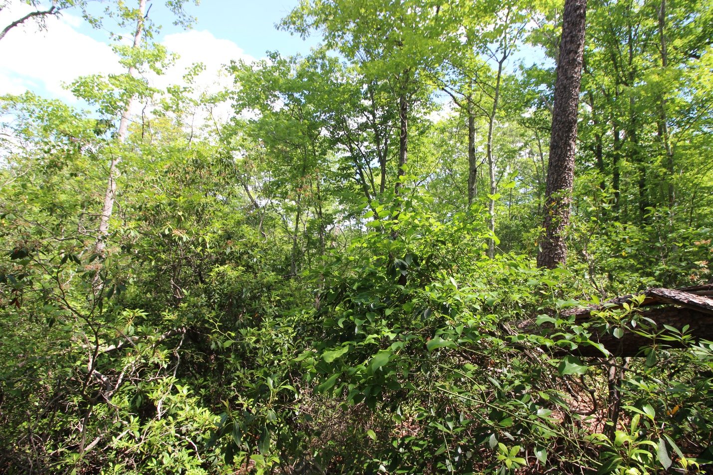 Stream-valley surroundings