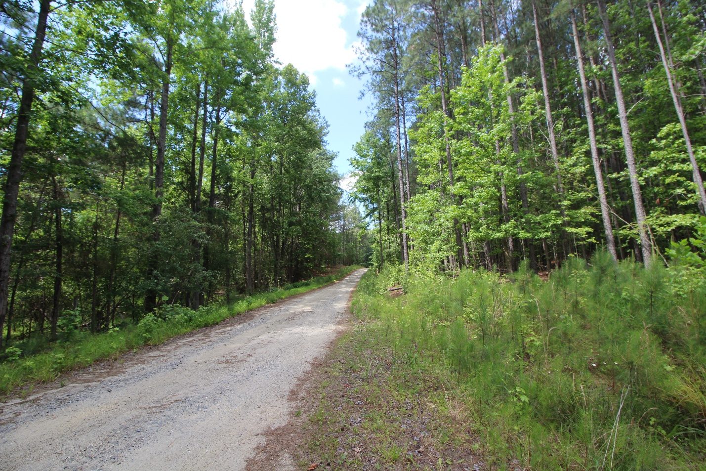 Woodland approach