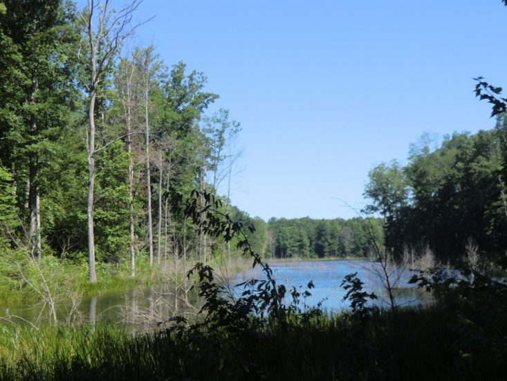 Wooded waterfront setting