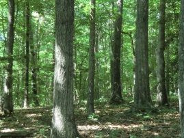 Natural landscape within the homesite