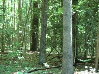 Woodland interior