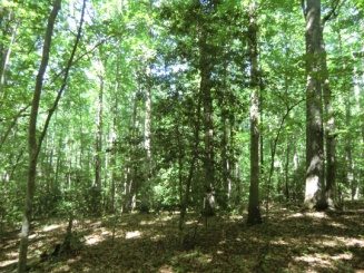 Hardwood canopy