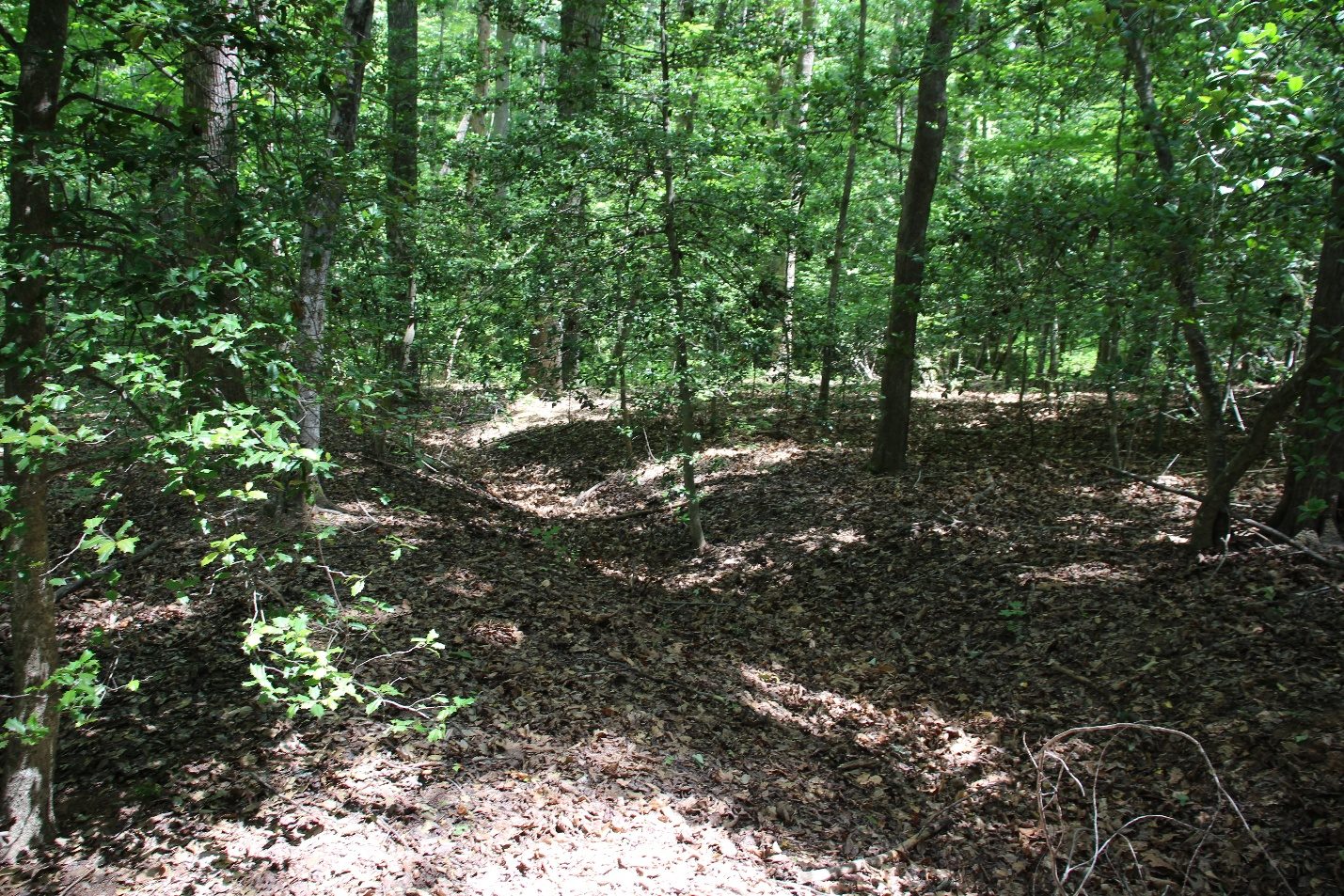 Historic earthworks at MSP 82