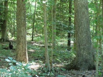 Century-old trees at MSP 82