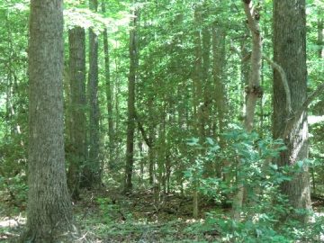 Dense hardwood forest